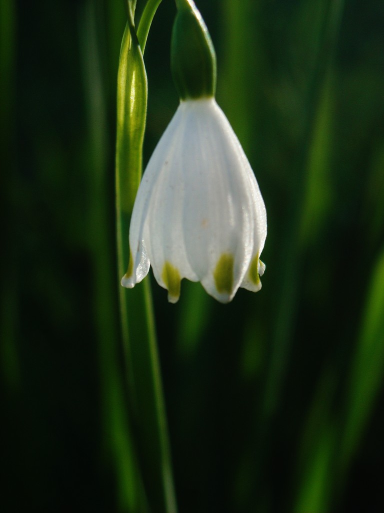 Snowdrop by wenbow