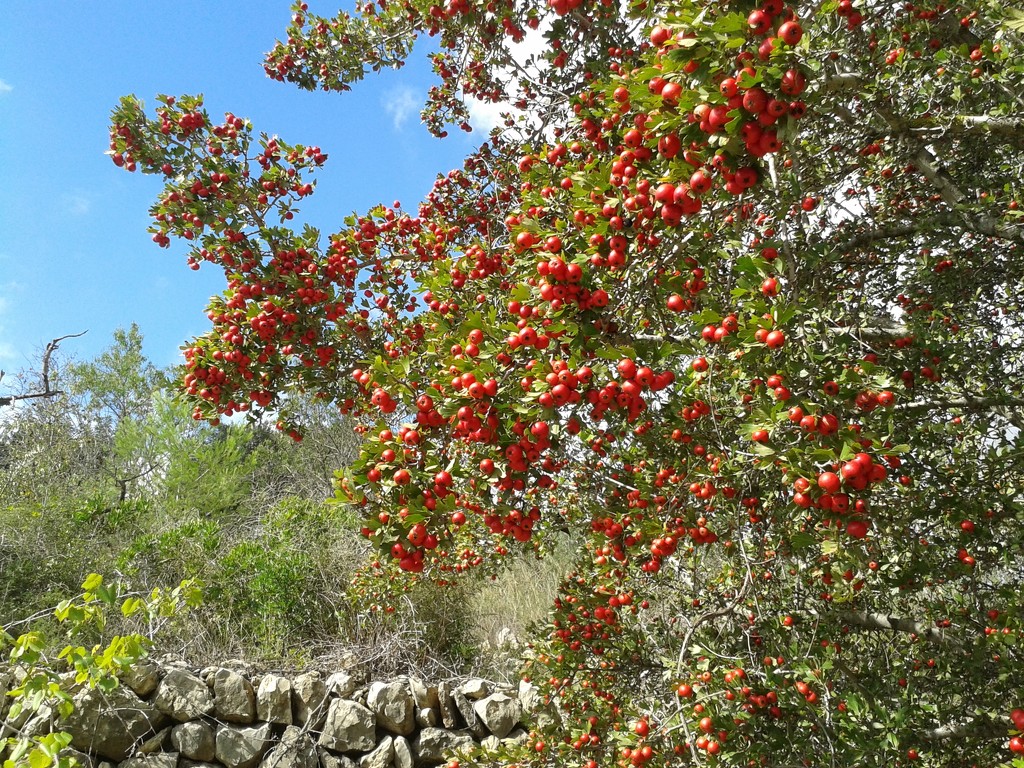 Berries by chimfa