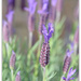 Lavender... by julzmaioro