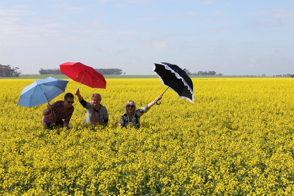 Ballet in the canola by gilbertwood