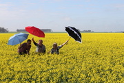 19th Sep 2015 - Ballet in the canola