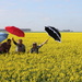 Ballet in the canola by gilbertwood