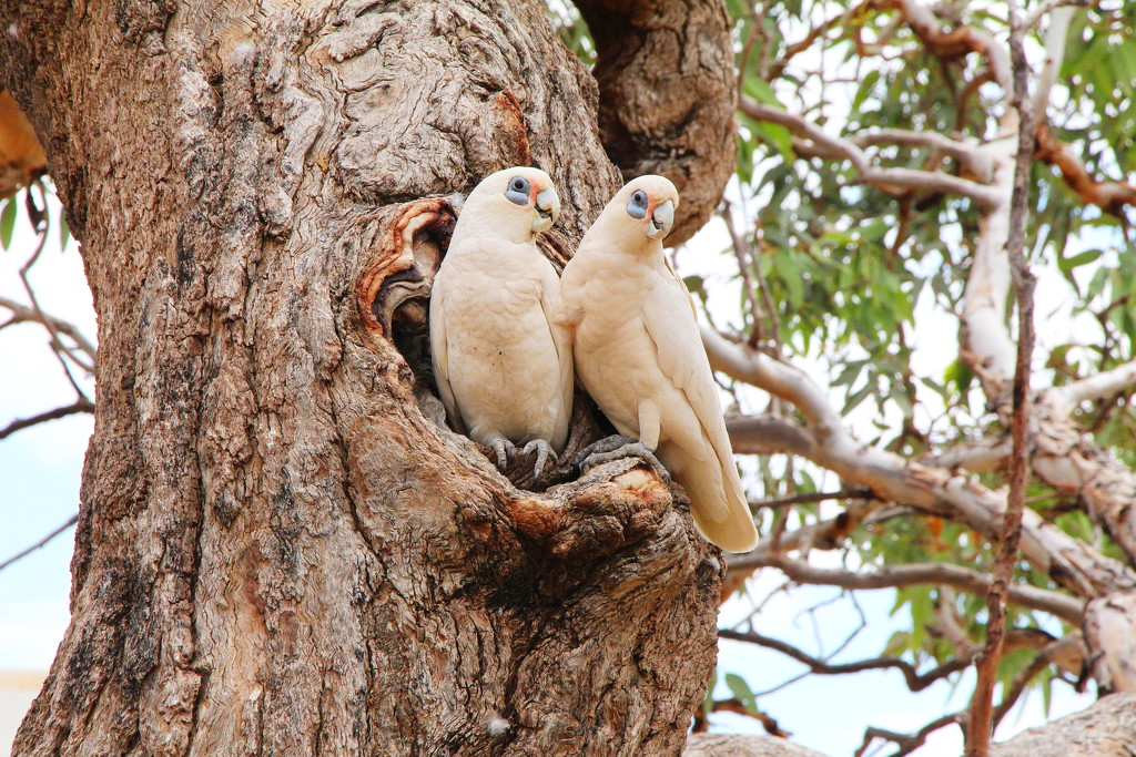 Little Corellas at Home by terryliv
