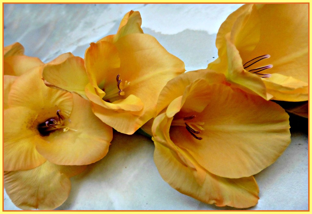 Yellow Glads. by wendyfrost