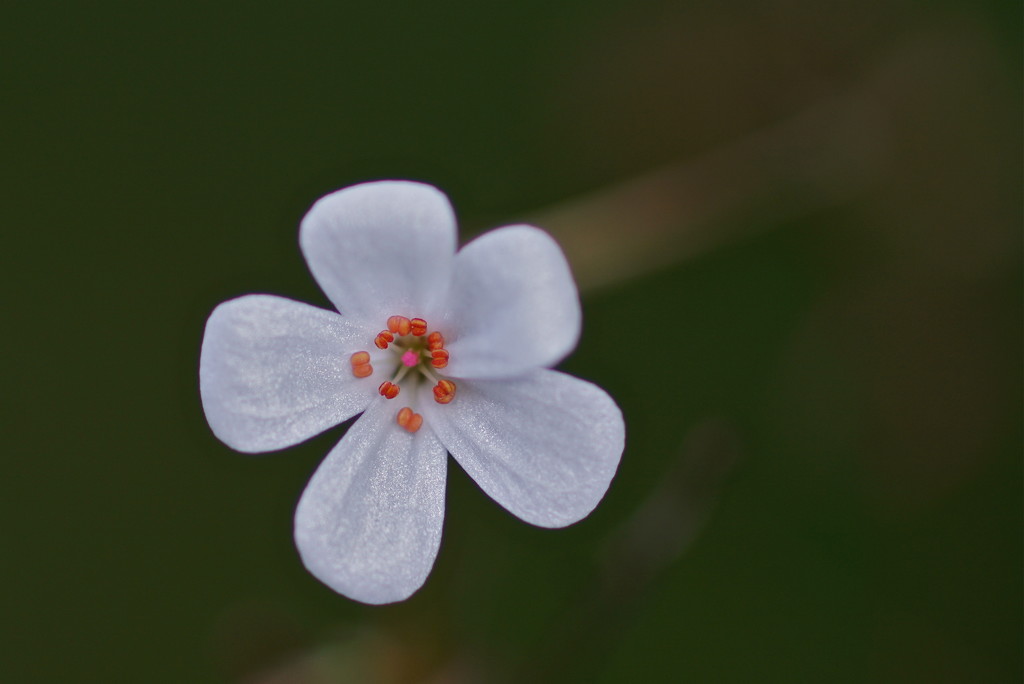 LITTLE WHITE FLOWER by markp