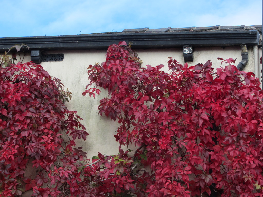 Virginia creeper turning red for Autumn. by grace55