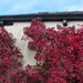 Virginia creeper turning red for Autumn. by grace55