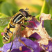 Hoverfly by philhendry