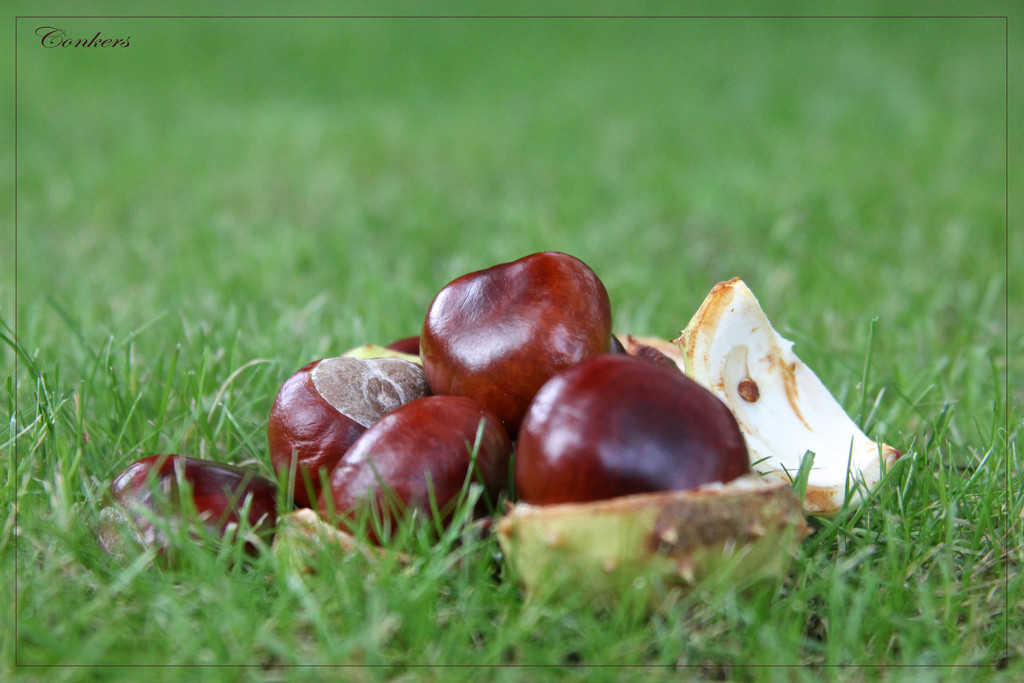 Conkers by jamibann