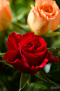 22nd Sep 2015 - Red rose