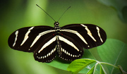 22nd Sep 2015 - Zebra Longwing Butterfly