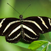 Zebra Longwing Butterfly by rickster549