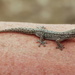 Gecko? by terryliv