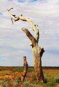 21st Sep 2015 - Mulka Ruins Tree
