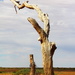 Mulka Ruins Tree by terryliv