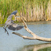 Great Blue Heron Landing by rminer