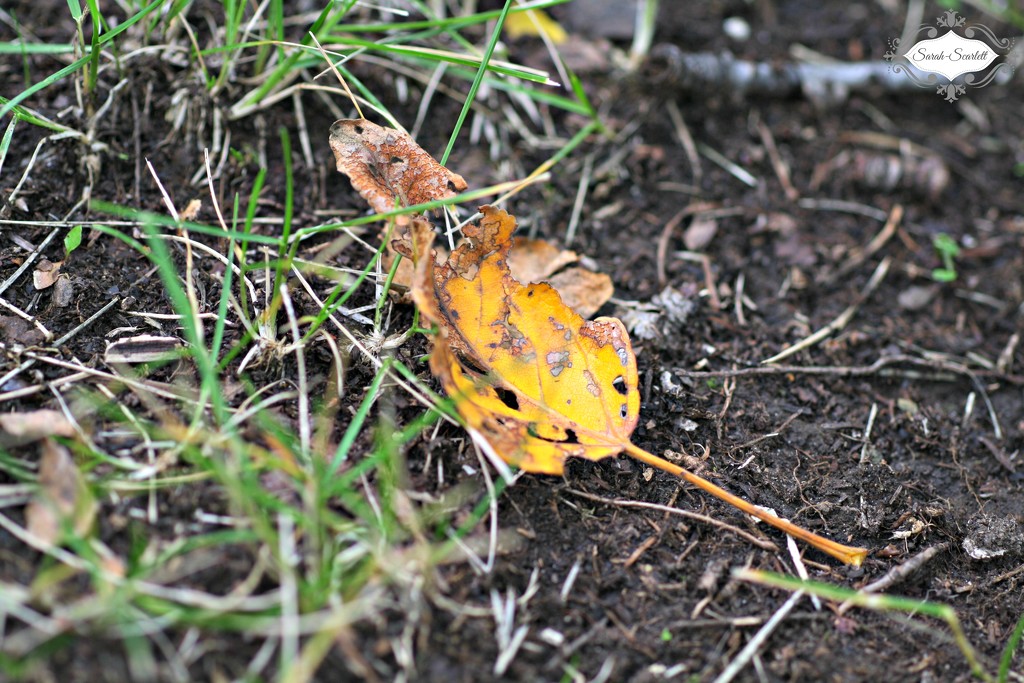 Fallen Leaf by sarahlh