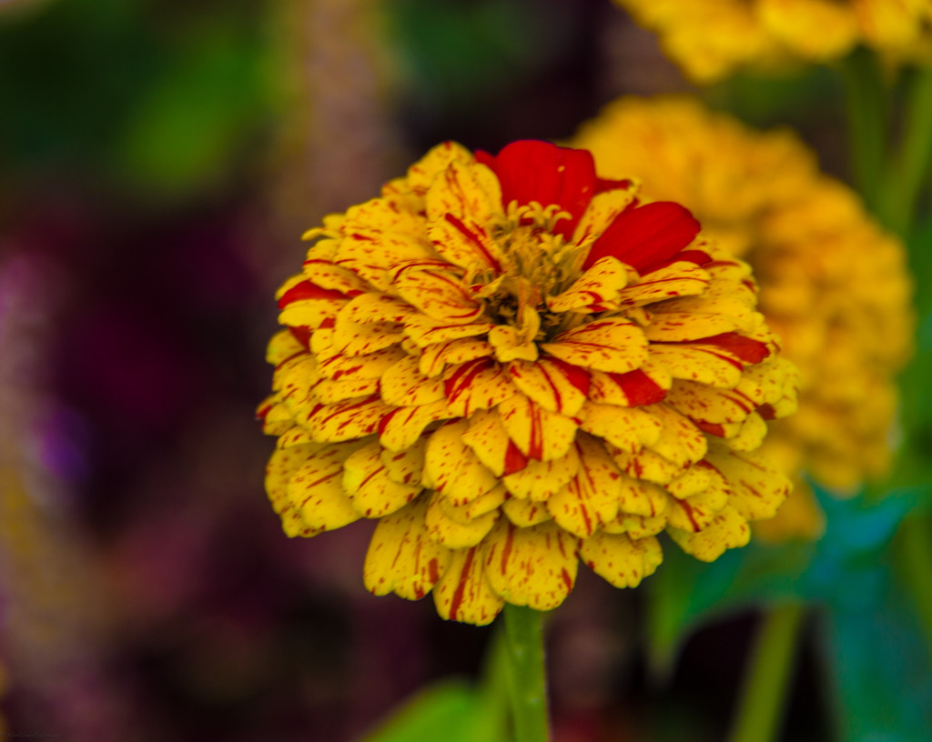 red and yellow zinnia by randystreat
