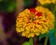 22nd Sep 2015 - red and yellow zinnia