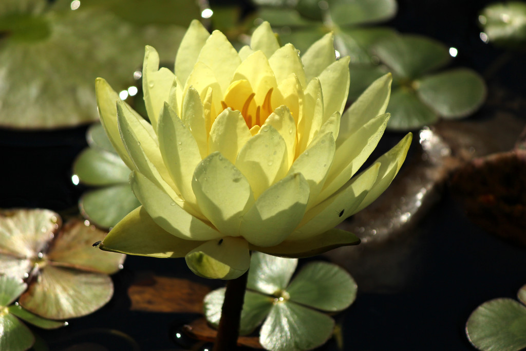 Yellow Pond Lily by nanderson