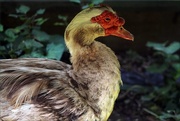 22nd Sep 2015 - Local Greenhouse Duck