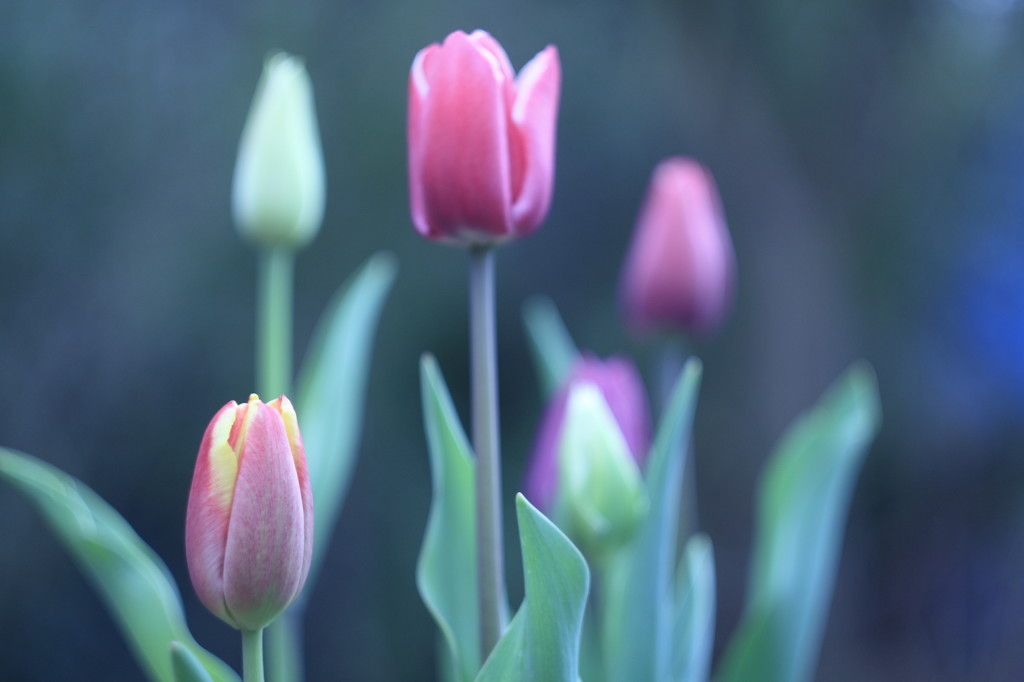 first tulips by kali66