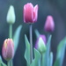 first tulips by kali66