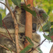 clinger clings on by koalagardens