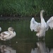 18 September 2015 Cygnets ready to fly by lavenderhouse
