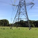 23 September 2015 Sheep may safely graze, even under pylons by lavenderhouse