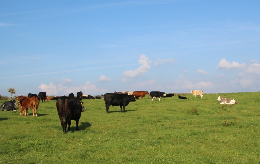 Assorted Cows by oldjosh