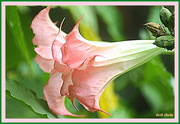 21st Sep 2015 - Pink Trumpets