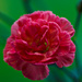 Dianthus  by elisasaeter