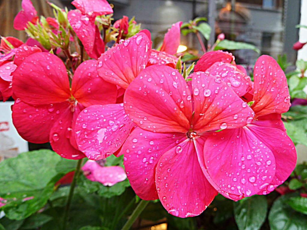 Raindrops on flowers by boxplayer