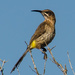 Cape Sugarbird by salza