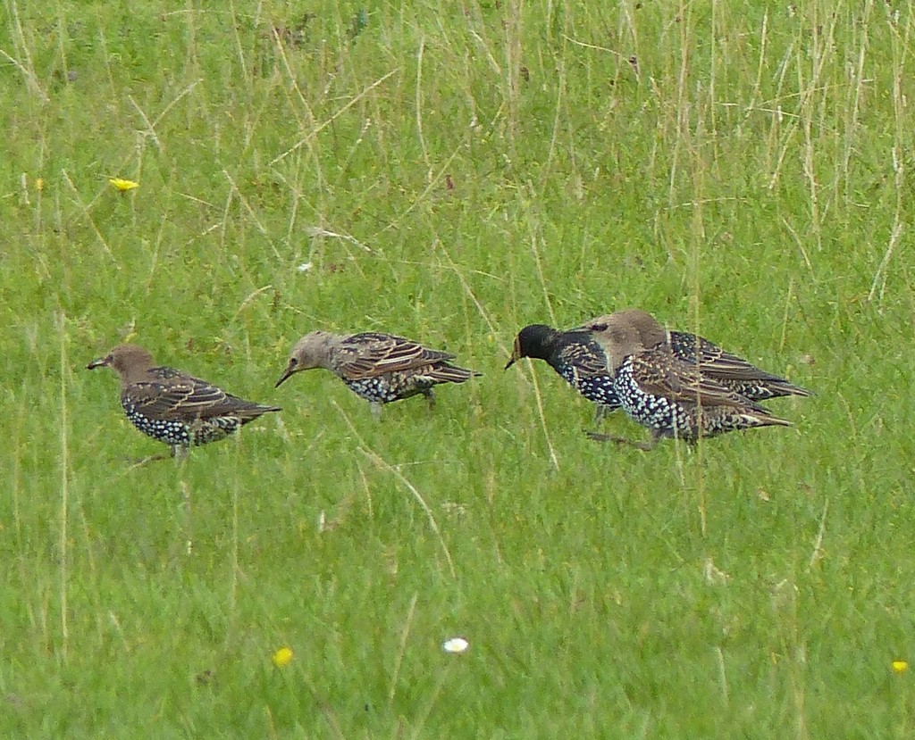Starlings by susiemc