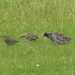 Starlings by susiemc