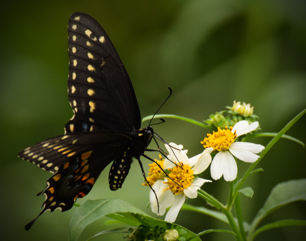  Swallowtail Butterfly, I think by rickster549