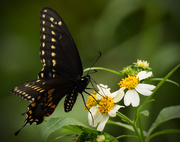 23rd Sep 2015 -  Swallowtail Butterfly, I think