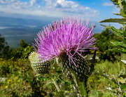 23rd Sep 2015 - Tall Thistle - Really Tall