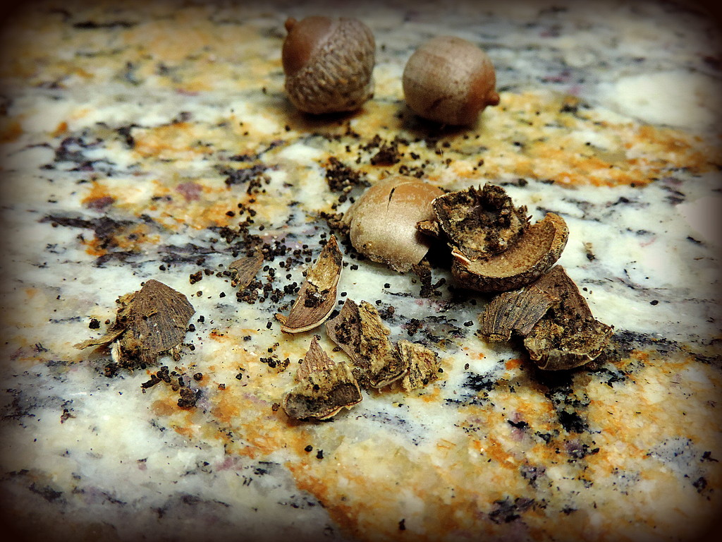 There is coffee in the acorns! by homeschoolmom
