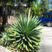 Flowering Agave by mozette
