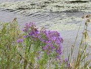 13th Sep 2015 - Wild flowers on waters edge