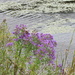 Wild flowers on waters edge by mlwd