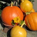 Pumpkins by mlwd