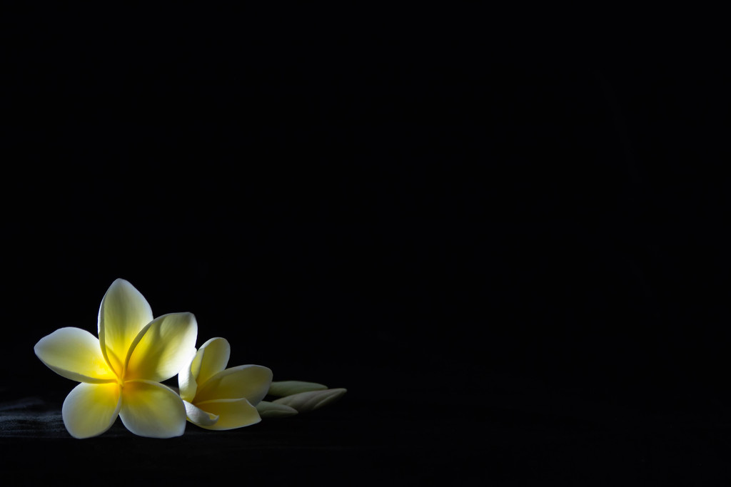 Plumeria in color by shesnapped