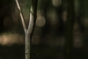23rd Sep 2015 - sapling in the woods