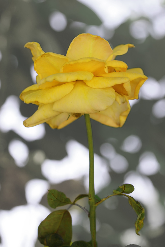 Yellow Rose by ingrid01
