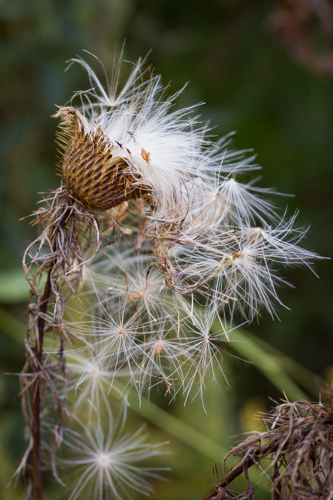 Thistledown by lindasees