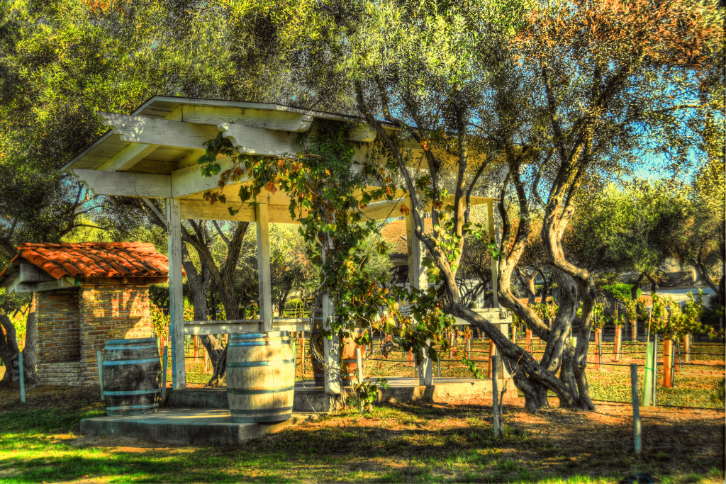 Olive Trees by joysfocus